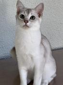 Magnifique chaton burmilla disponible de suite