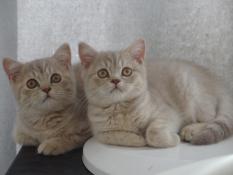 Chatons british shorthair loof  rserver