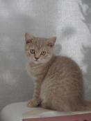 Chatons british shorthair loof  rserver