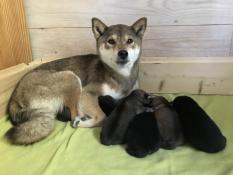 Naissance de 6 trs beaux bbs shibas