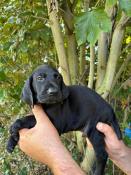 Chiots braque allemand lof