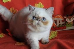 Exotic shorthair loof