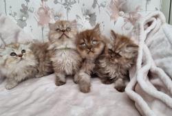 Magnifiques chatons british longhair