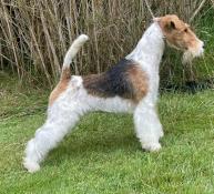 Fox terrier poil dur femelle