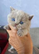 1 superbe chatonne british  yeux bleus