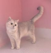 Male british shorthair pour retraite heureuse