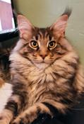 Maine coon