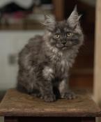 Chatons maine coon loof disponibles  choisy-le-roi !