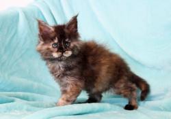 5 magnifiques chatons maine coon