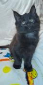 Chaton maine coon mle disponible  la rservation