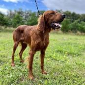 Chiot setter irlandais lof  rouge male