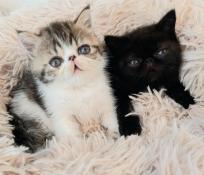 Adorables bbs exotics shorthairs