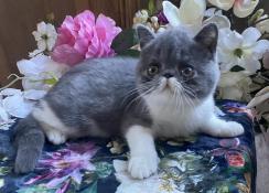 A rserver sublime exotic shorthair