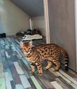 Chaton bengal typs sauvage loof