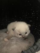 Chaton ragdoll