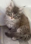 Chatons maine coon loof