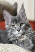 Chatons maine coon  bleu tabby a reserver