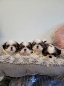 Chiots shih tzu