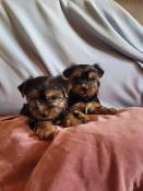 Chiots males yorkshire