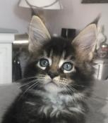 Chatons maine coon l.o.o.f