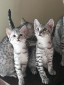 Chatons maus egyptiens