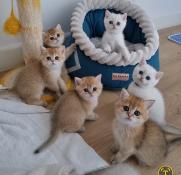 Chatons british shorthair golden loof