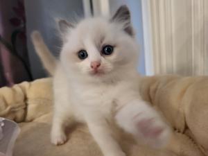 Chaton mle ragdoll