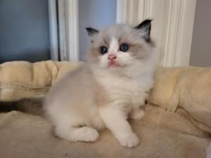 Chaton femelle ragdoll