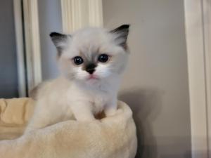 Chaton femelle ragdoll