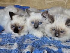 Superbes chatons ragdolls