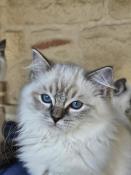 Superbes chatons ragdolls