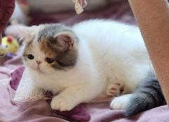 Superbe chatons exotics shorthairs