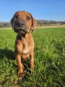 Chiots rhodesian ridgeback disponibles