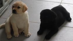 Bbs labradors