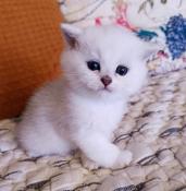 Mle loof british shorthair black silver yeux verts