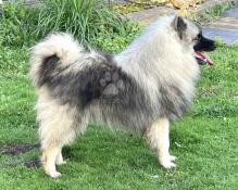 Superbes chiots spitz allemand loup lof (keeshond)