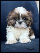 Disponible, violette,superbe femelle shih tzu ,fauve et blanc ,lof