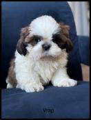 Disponible, vrap, superbe mle shih tzu ,fauve et blanc ,lof