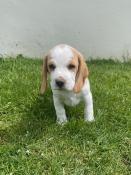 Chiots beagle inscrit au lof