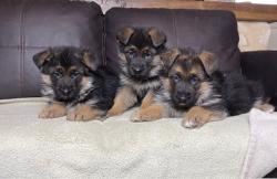 Chiots berger allemand lof poil court