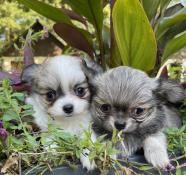 Chiots chihuahua poil long inscrit au  lof