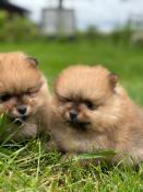 Chiots spitz lof