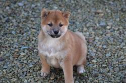 Adorable shiba inu