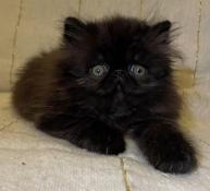 Rare chaton persan noir