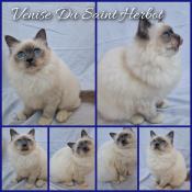 Chatons sacr de birmanie loof disponibles-livraison