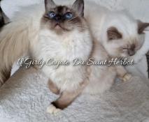 1 femelle sacr de birmanie loof disponible show/repro livraison parto