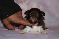 Chihuahua poil long lof