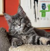 Chaton maine coon  bleu tabby / gros gabarit a vendre