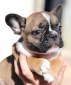 Magnifique chiots  type bouledogue francais