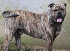 Magnifique chiots dogue de majorque